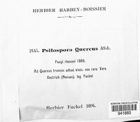 Ascodichaena rugosa image